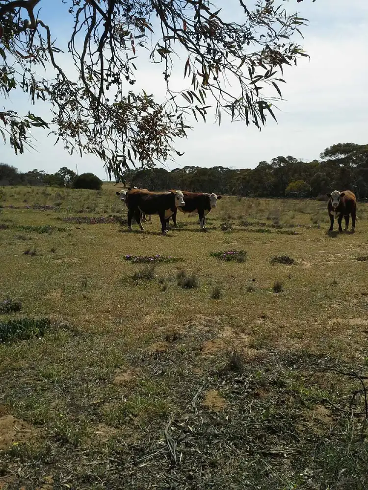 Fifth view of Homely rural property listing, 2007 Boundary Rd, Murray Bridge East SA 5253
