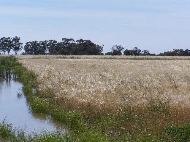 Fourth view of Homely rural property listing, . Farm 558, Coleambally NSW 2707