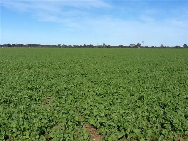 Seventh view of Homely rural property listing, 00 Elderslie Road, Naracoorte SA 5271