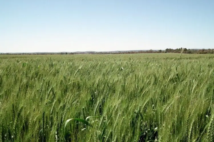 Second view of Homely rural property listing, Farm 2368 West Road, Lake Wyangan NSW 2680