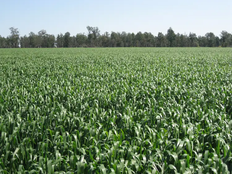 - 'Laurieston', Condobolin NSW 2877