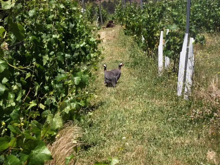 Seventh view of Homely rural property listing, 63 Merriworth Road, Tea Tree TAS 7017