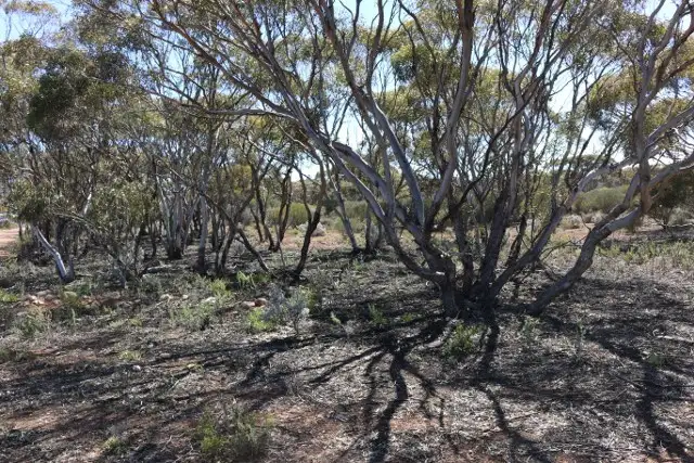 Fifth view of Homely land listing, Lot 10 Winter Road, Bower SA 5374