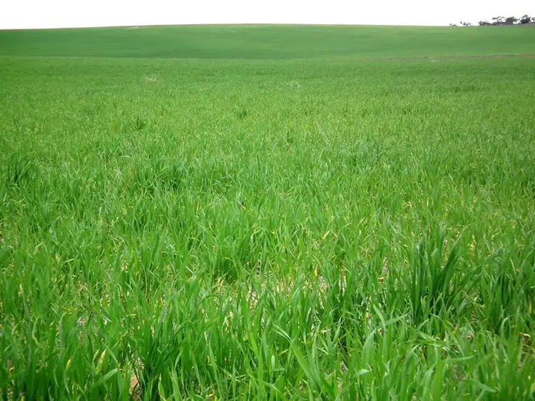 Fifth view of Homely rural property listing, Section 23 Mount Hill Coomaba Road, Port Neill SA 5604