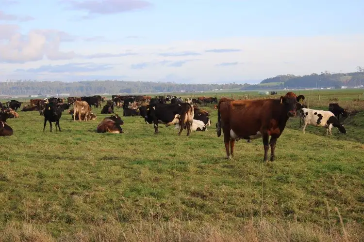 Seventh view of Homely rural property listing, 24610 Bass Highway, Brittons Swamp TAS 7330