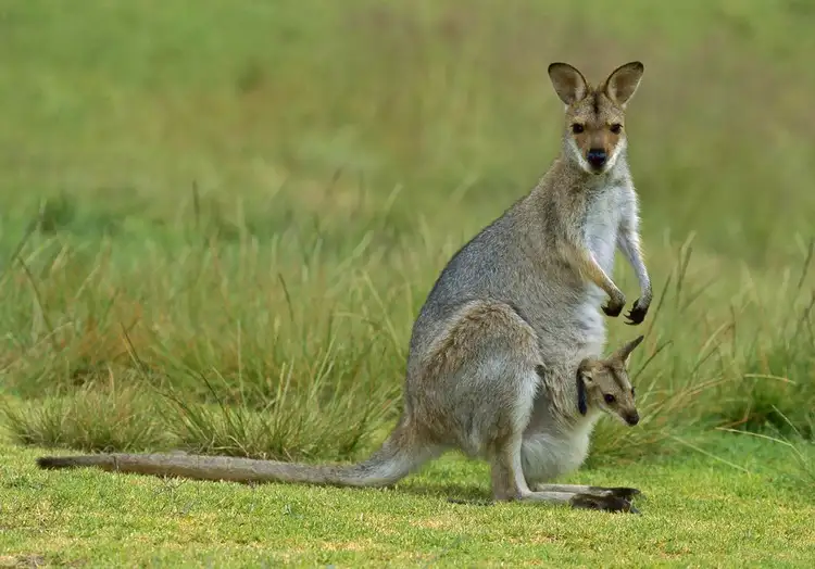 Fifth view of Homely house listing, 38 George Francis Drive, Mount Compass SA 5210