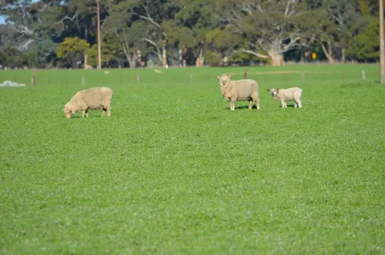 Third view of Homely rural property listing, 49 Burkes Road, Naracoorte SA 5271