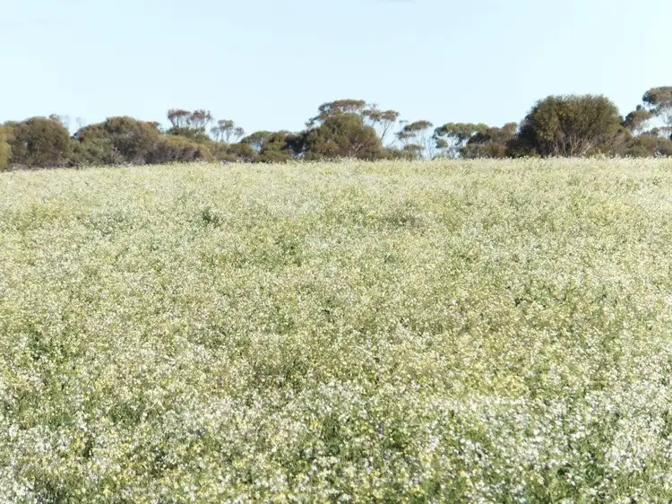 Fifth view of Homely rural property listing, Lot 1 Pollard, Wongan Hills WA 6603
