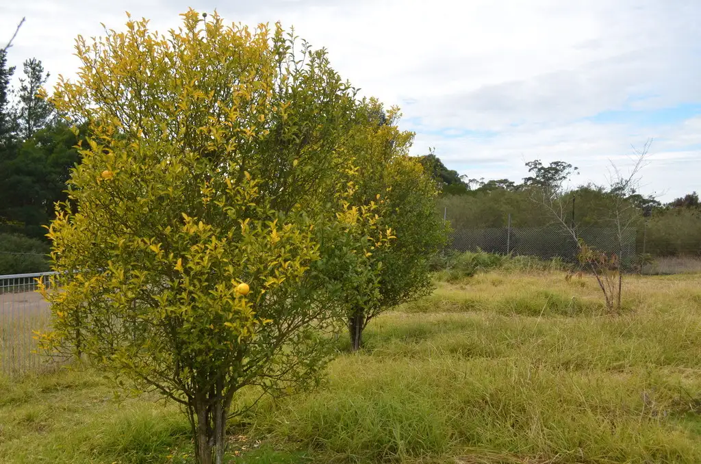 Main view of Homely land listing, 9 Cascade Crescent, Yerrinbool NSW 2575