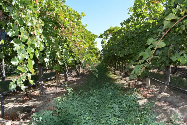 Third view of Homely land listing, Lot 8, Channel Road, Curlwaa NSW 2648