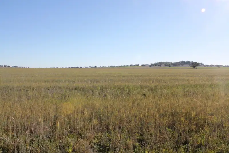 Main view of Homely rural property listing, - Tallabung, Forbes NSW 2871
