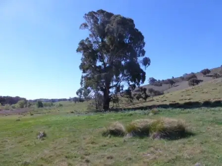 Fourth view of Homely rural property listing, 11 Walla lane, Rye Park, Boorowa NSW 2586