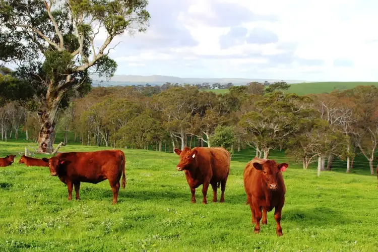Fourth view of Homely rural property listing, 165 Prouse Road, Inman Valley SA 5211