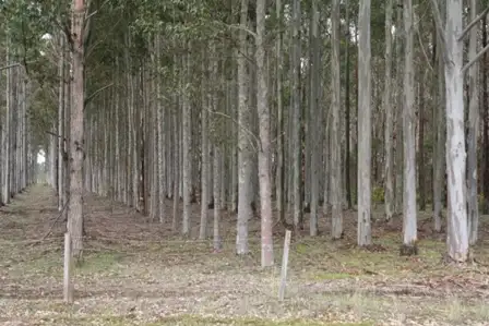 Main view of Homely rural property listing, Lot 461 South Western Highway, Manjimup WA 6258