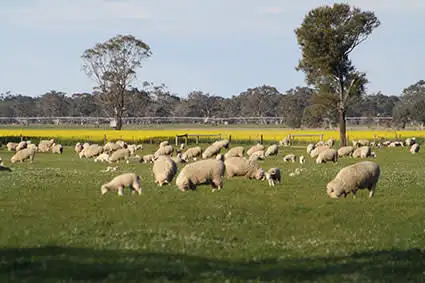 Second view of Homely rural property listing, 161 Badmans Road, Frances SA 5262