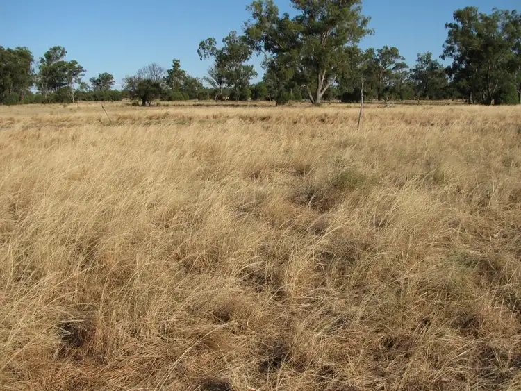 Fourth view of Homely rural property listing, Bushells, Stumpy Lane Rd, Narrabri NSW 2390