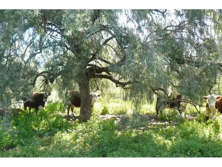 Fourth view of Homely house listing, 54 Wards Road, Goondiwindi QLD 4390