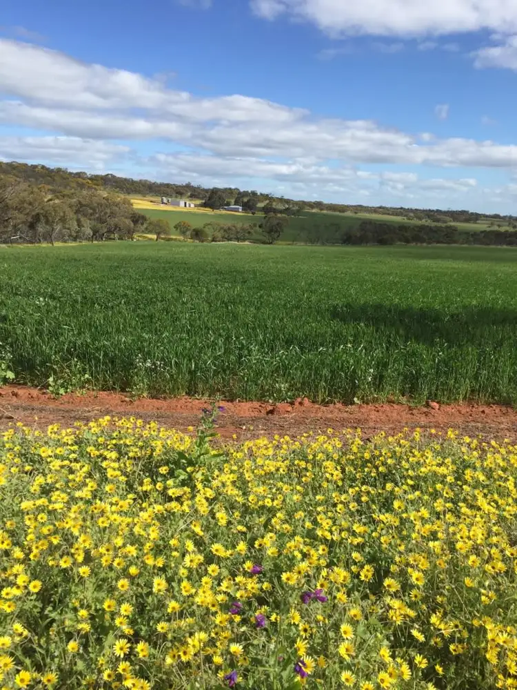 Fifth view of Homely rural property listing, 200 Slater Rd, Walyormouring, near, Goomalling WA 6460