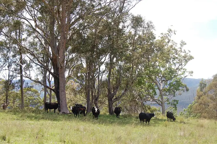Fourth view of Homely rural property listing, Lot 2, 166 Farm Road, Bonalbo NSW 2469