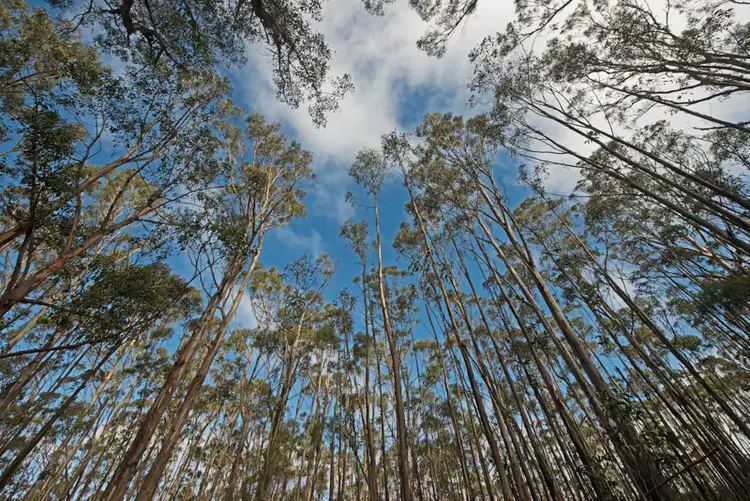 Third view of Homely land listing, Lot 5 Cousens Road, Glenlusk TAS 7012
