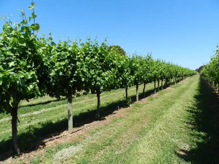 Main view of Homely rural property listing, 57 Old Sturt Highway, Barmera SA 5345