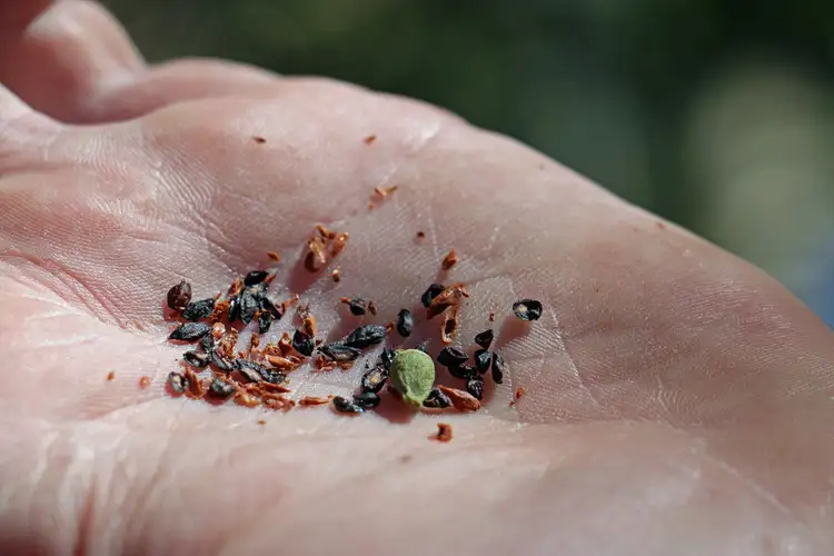 Sixth view of Homely rural property listing, "Maroondah" Spring Drive, Corowa NSW 2646