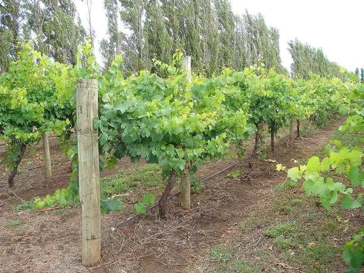Main view of Homely rural property listing, Lot 200 Riddoch Highway, Coonawarra SA 5263