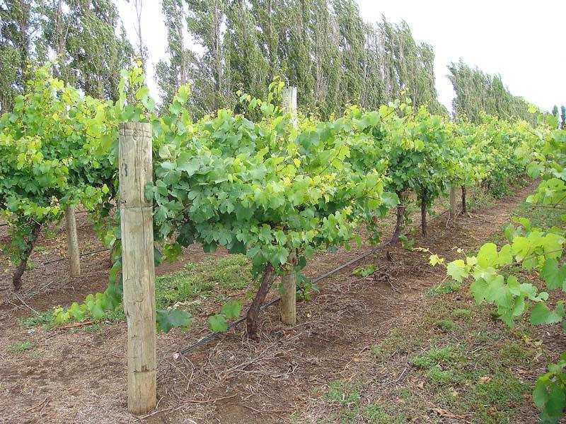Main view of Homely rural property listing, Lot 200 Riddoch Highway, Coonawarra SA 5263