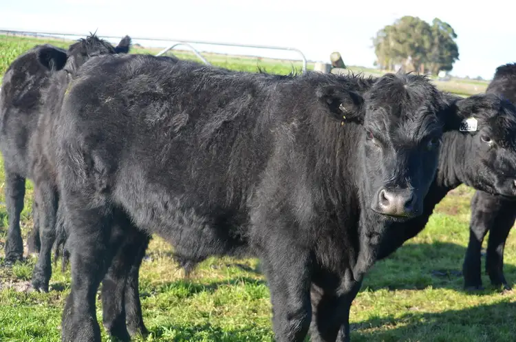 Sixth view of Homely rural property listing, 1884 Old Naracoorte Road, Robe SA 5276