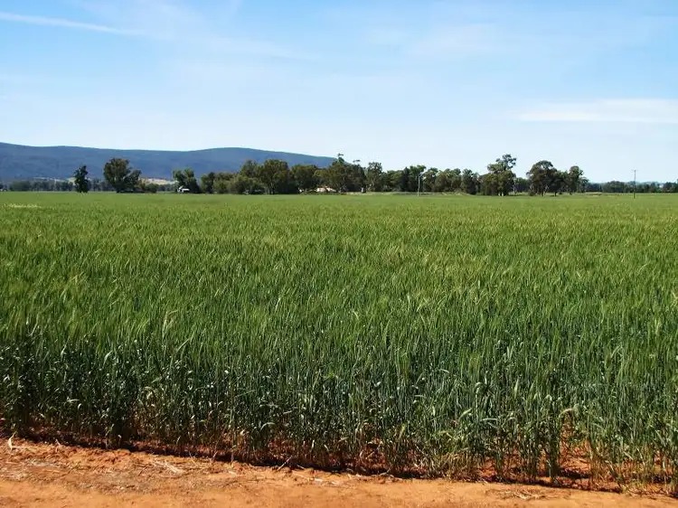 Fifth view of Homely rural property listing, 0 Kalangen Road, Young NSW 2594