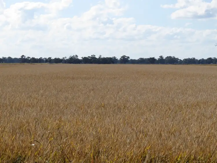 Fifth view of Homely rural property listing, RMB 185 Hetherington Road, Deniliquin NSW 2710