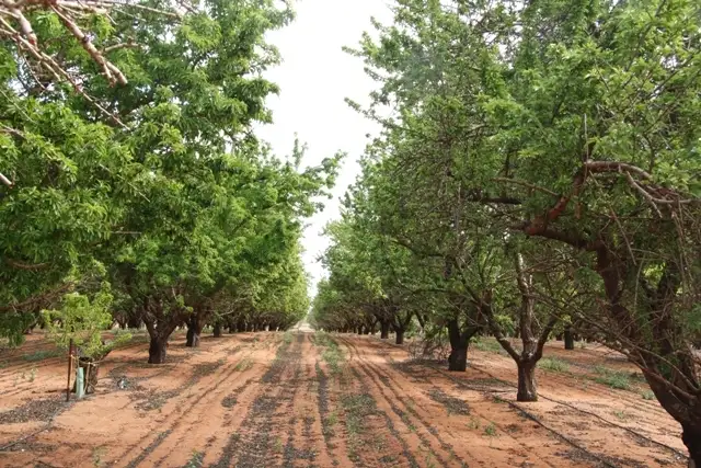 Main view of Homely land listing, Lot 2 Kingston Road PYAP via, Loxton SA 5333