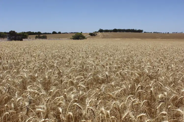 Second view of Homely rural property listing, Lot 20871 Berring Road, Goomalling WA 6460