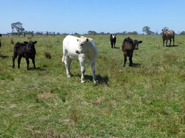 Second view of Homely rural property listing, 1040 Boundary Road, Lindenow South VIC 3875
