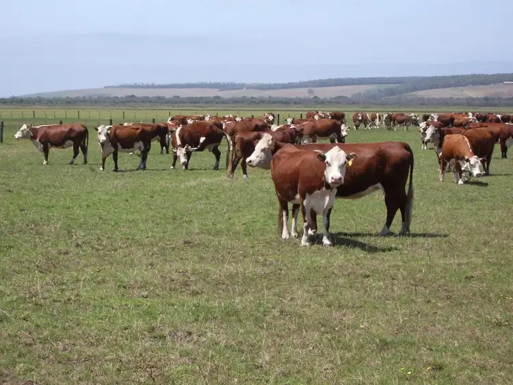 Seventh view of Homely rural property listing, 100 Troeths Road, Heywood VIC 3304