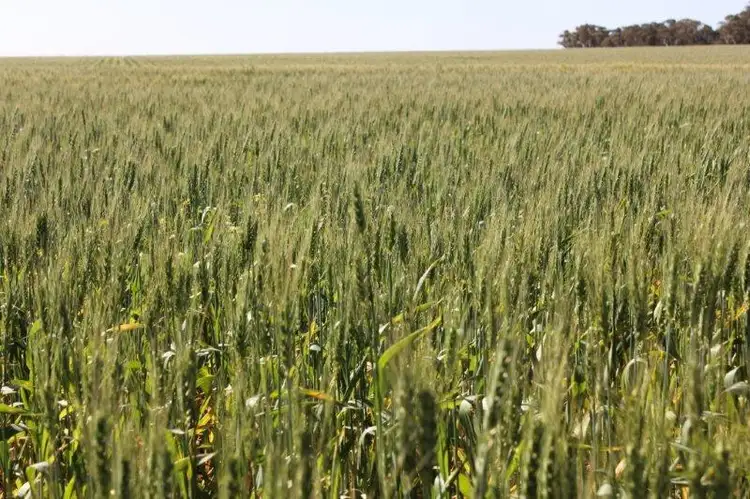 Third view of Homely rural property listing, Lot 16651 Korbrelkulling Road, Merredin WA 6415
