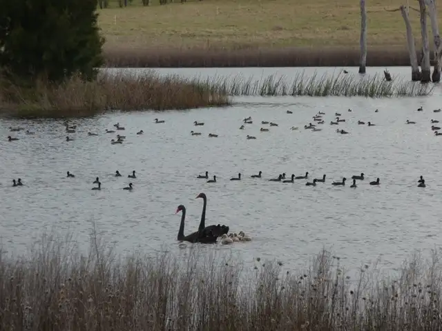 Seventh view of Homely rural property listing, 8613 New England Highway, Glen Innes NSW 2370