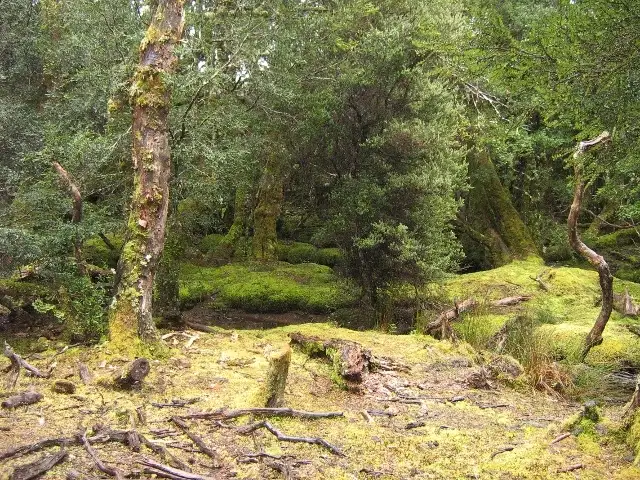 Fifth view of Homely rural property listing, 3744 Cradle Mountain Road, Cradle Mountain TAS 7306