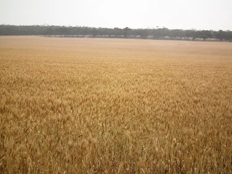 Fifth view of Homely rural property listing, Secs.7,8and19+ Hd Walpuppie, Wirrulla SA 5661