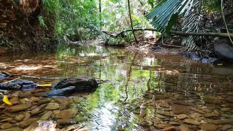 Main view of Homely land listing, Lot 19 Thornton Pk Drive Forest Creek, Daintree QLD 4873