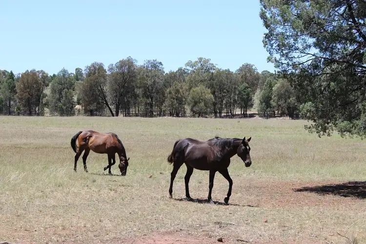 Fourth view of Homely rural property listing, 62R Durraween Lane, Dubbo NSW 2830