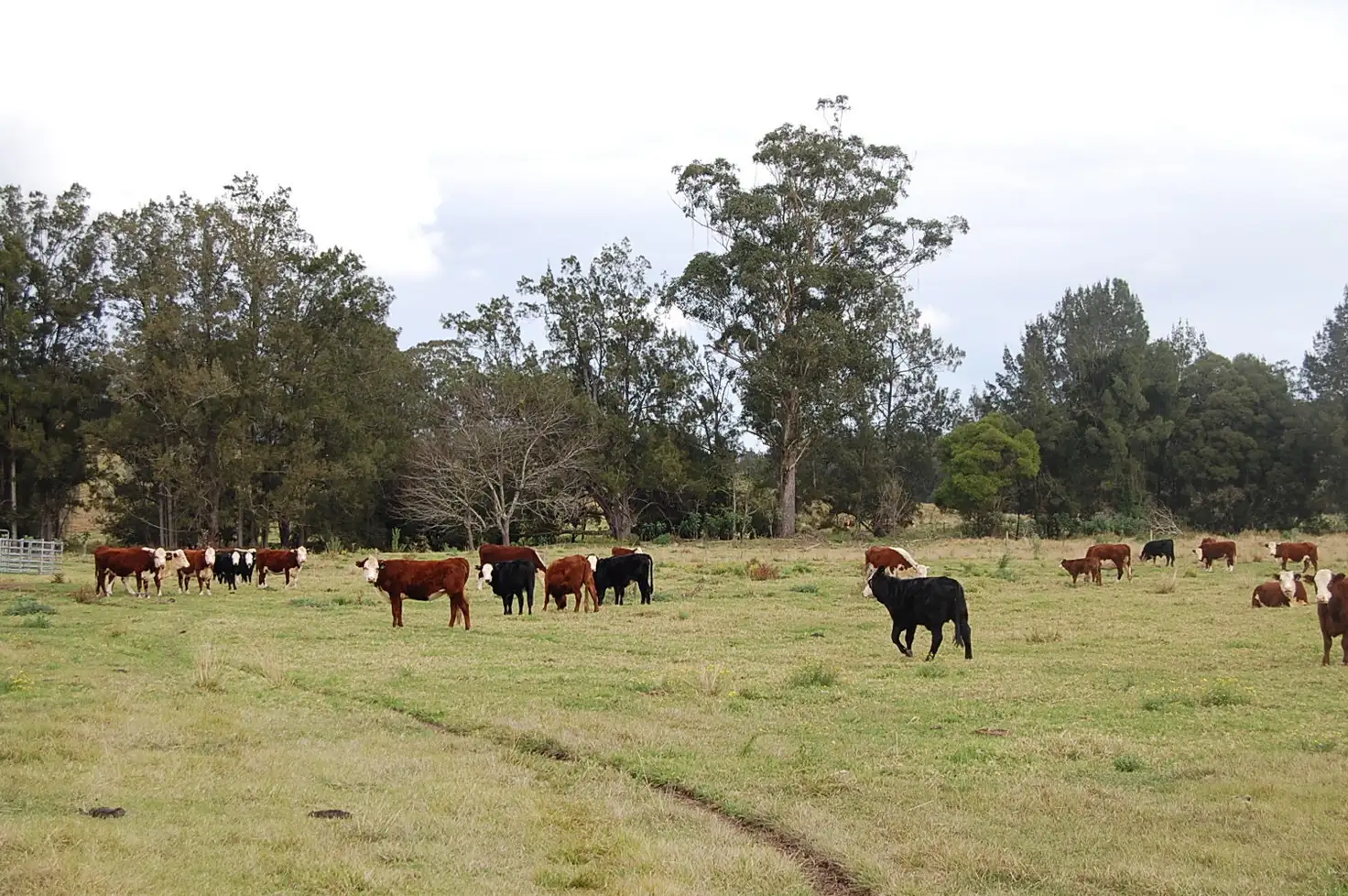 Main view of Homely rural property listing, 544 Duck Creek Road, Old Bonalbo NSW 2469