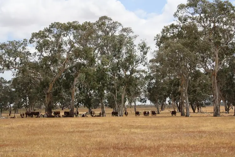 Sixth view of Homely rural property listing, 1020 Boddington West Road, Naracoorte SA 5271