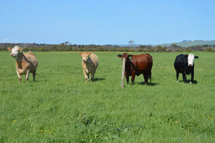 Fifth view of Homely rural property listing, 345 CORINELLA ROAD, Corinella VIC 3984