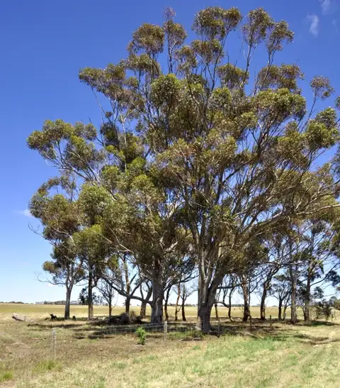 Seventh view of Homely rural property listing, Lot 40 Perdrisat Road, Lethbridge VIC 3332