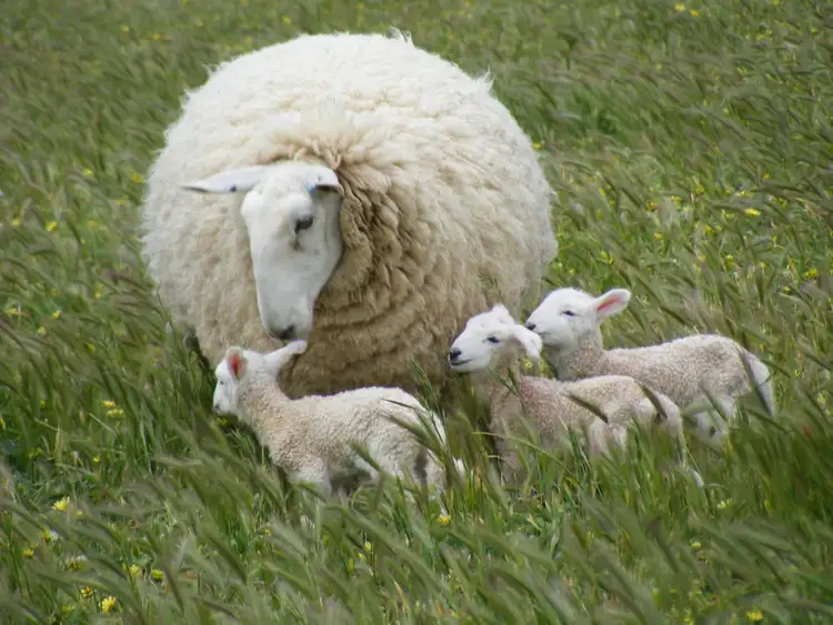 Seventh view of Homely rural property listing, 137 Haynes Road, Naracoorte SA 5271