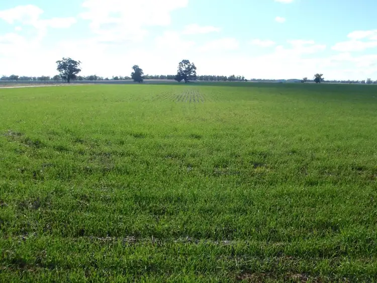 Third view of Homely rural property listing, Woodstock Road, Berrigan NSW 2712