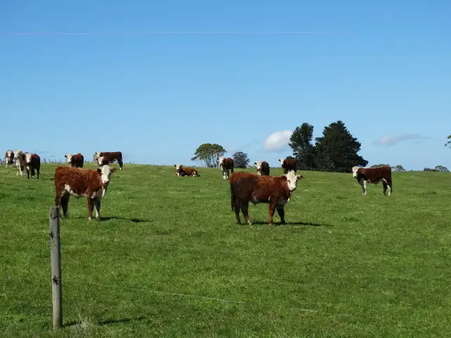 474 Mount Hicks Road, Mount Hicks TAS 7325