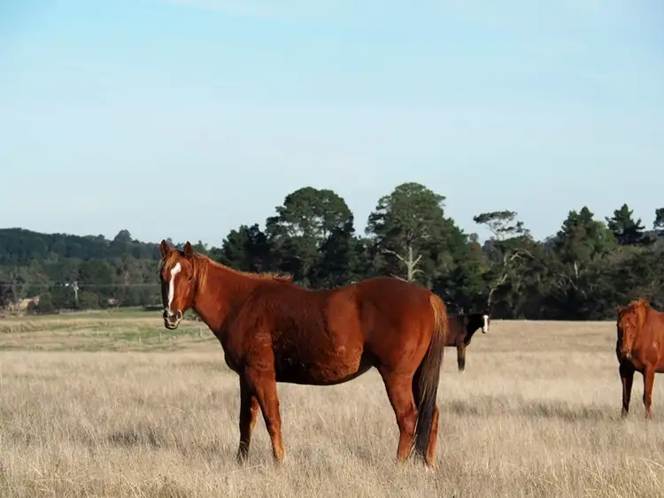 Fifth view of Homely rural property listing, 624 Glenelg Highway, Smythes Creek VIC 3351