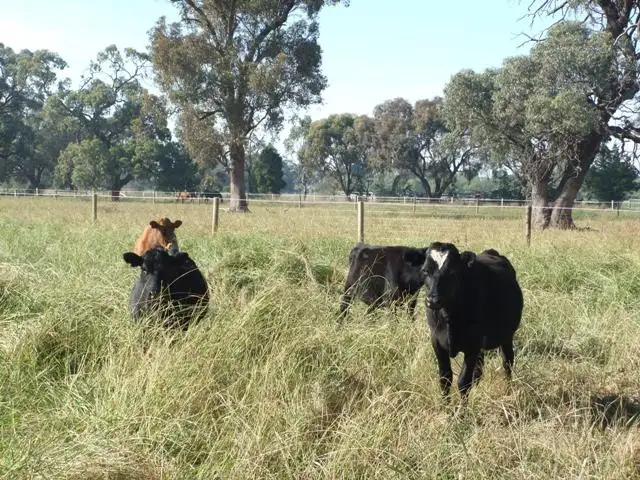 Second view of Homely rural property listing, 171 Mitchell Rd, Echuca VIC 3564